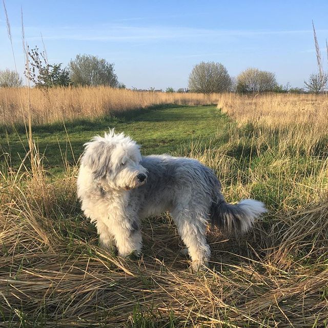 paulsimonthedog's tweet photo. Strollin’
.
.
.
.
#dog #pet #dogstagram #pets #dogoftheday #dogsofig #dogslife #countrylife #doggo #mutt #muttsofinstagram #dailyfluff #buzzfeedanimals #sheepdog #oldenglishsheepdog #oes #cambridgeshire #dailypet #paulsimon #dogs #ukdogsofinsta #countryd… https://t.co/oehnfdMRfl https://t.co/GPZbALXT8B