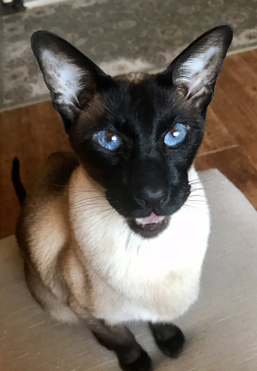 Fiametta14's tweet photo. #Caturday https://t.co/2lfHdSn3UJ