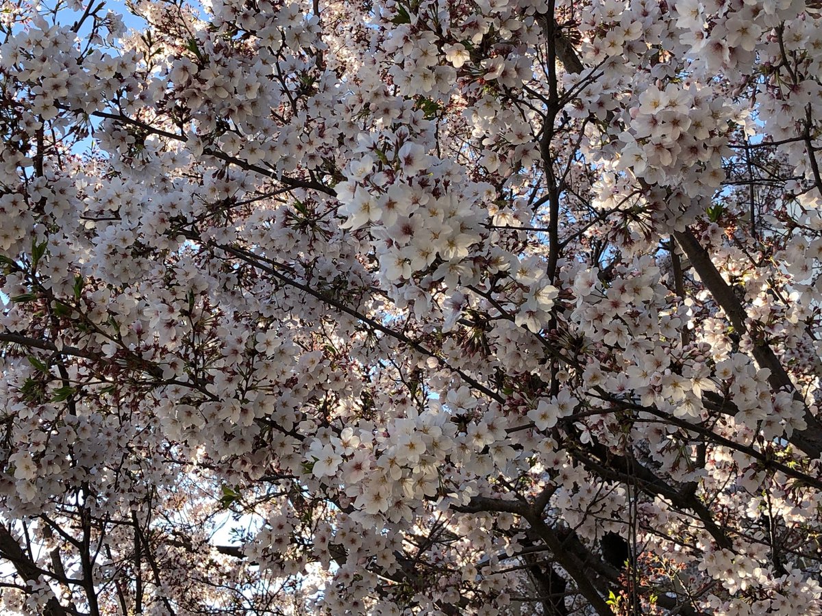 TOMATOM3210's tweet photo. #今日の桜
まだ咲いてる^o^ https://t.co/qTa39N5BiM