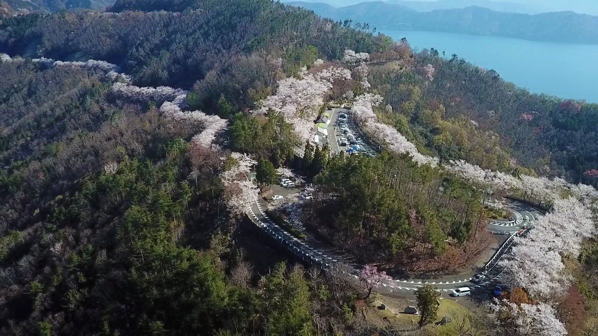 奥琵琶湖の桜 Okubiwakosakura Twitter