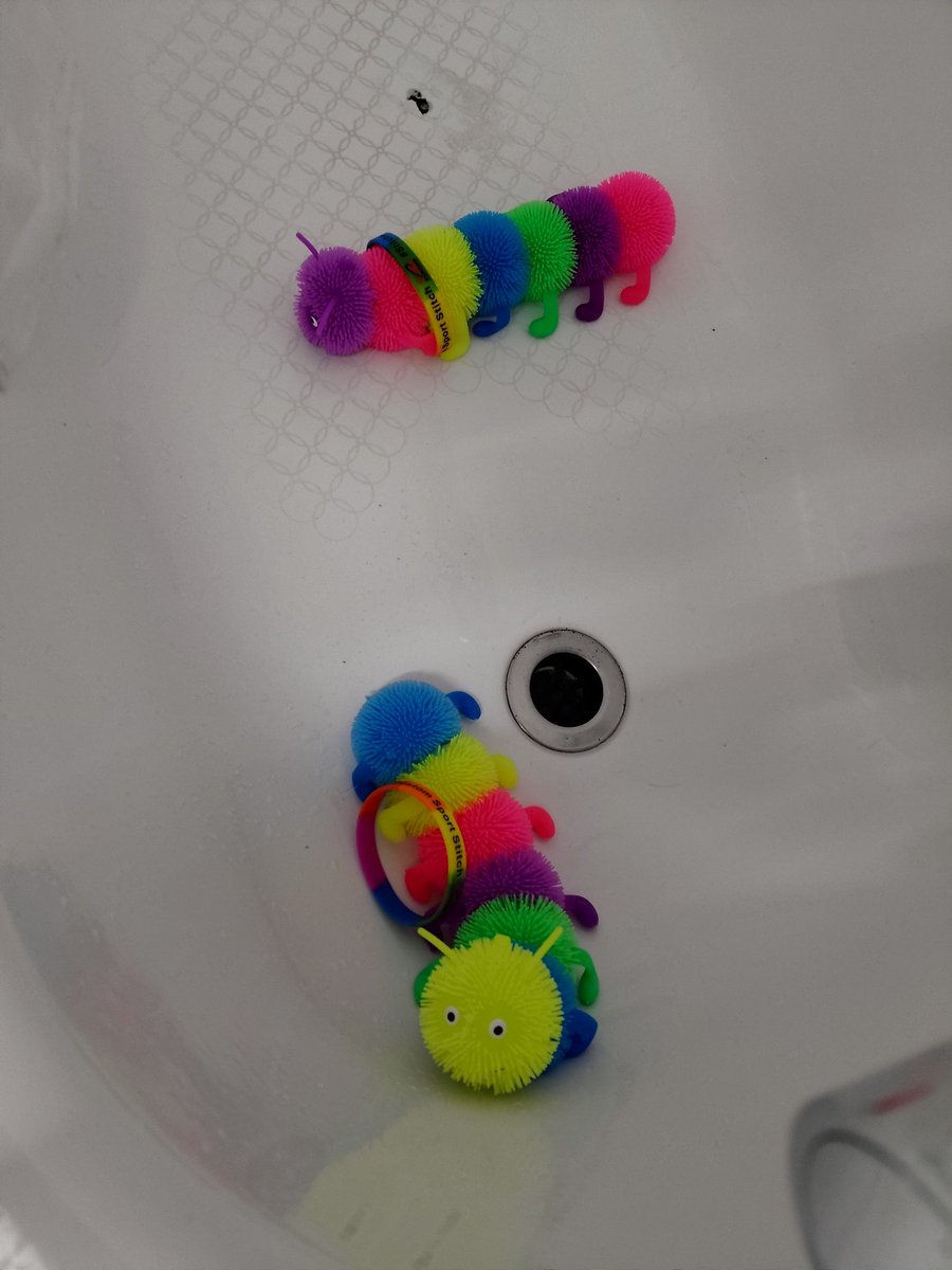 scottishboydy's tweet photo. Cleo and Stitch getting ready for breakfast, seems Cleo wasn't having it and tried to escape @csportstitch @gillb67 #ShowTheColours https://t.co/RJ30aNUc5Y
