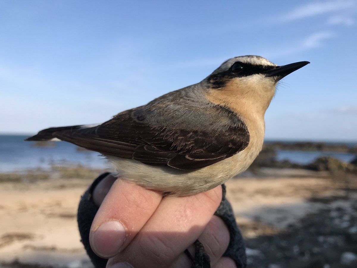 Richard Donaghey tweet media