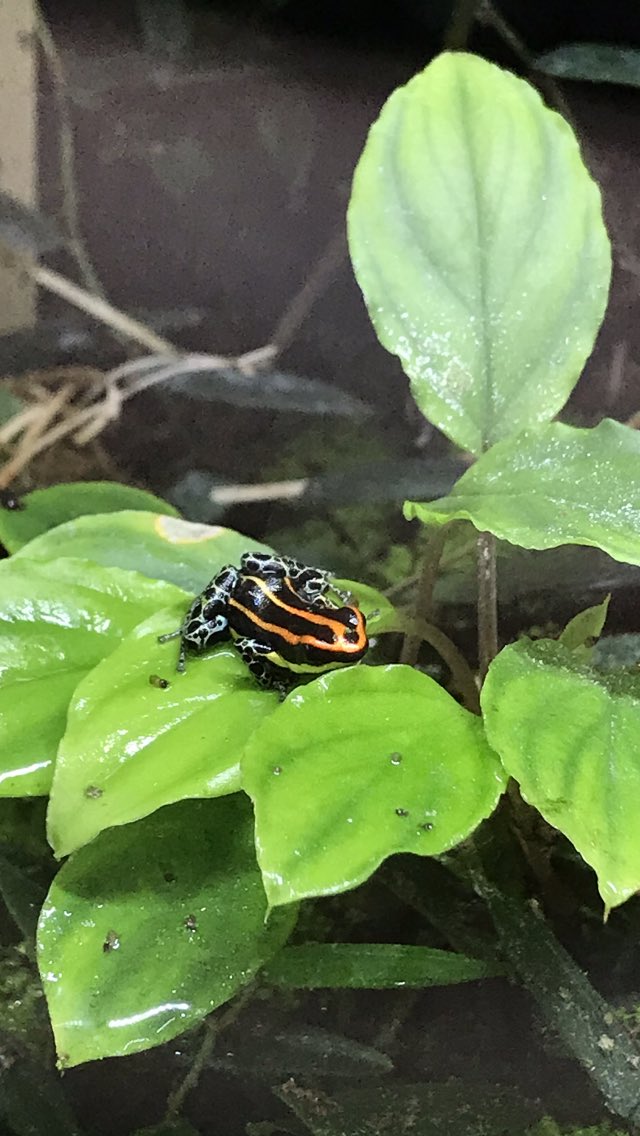 Etiqueta ウアカリ Al Twitter