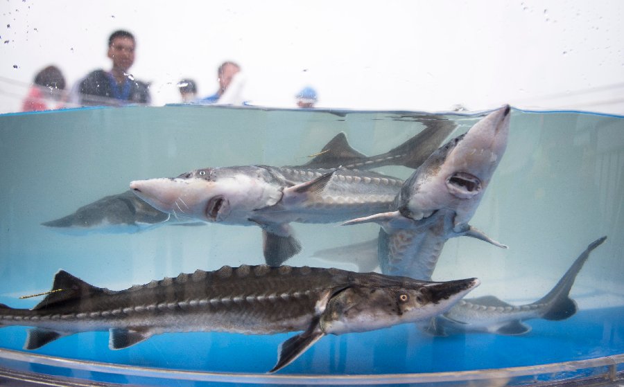 XHNews's tweet image. China on Saturday released 700 endangered sturgeons in the Yangtze River in a bid to help restore the wild population