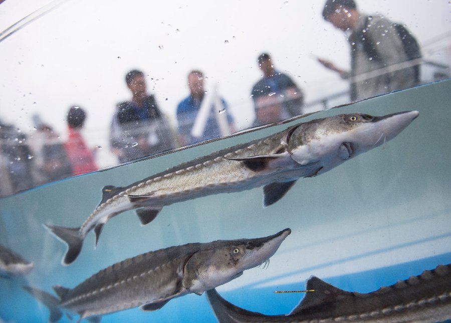 XHNews's tweet image. China on Saturday released 700 endangered sturgeons in the Yangtze River in a bid to help restore the wild population