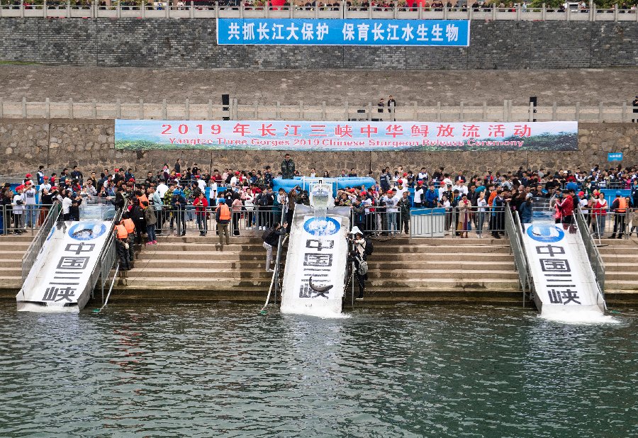 XHNews's tweet image. China on Saturday released 700 endangered sturgeons in the Yangtze River in a bid to help restore the wild population