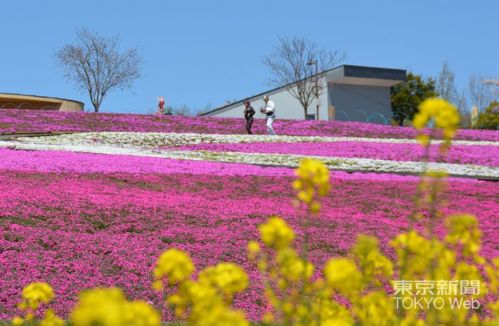 #シバザクラ の名所として知られる群馬県太田市の八王子山公園で「おおた芝桜まつり」が開かれています。５月６日まで。入場無料です。...