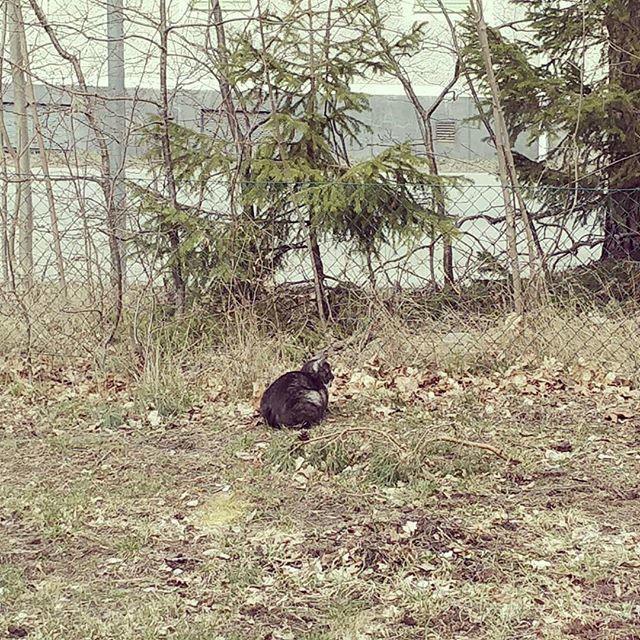currykorven's tweet photo. Förmiddagens nöje: spana på en katt som spanar på en mus #action https://t.co/Gz2XFDW3m9