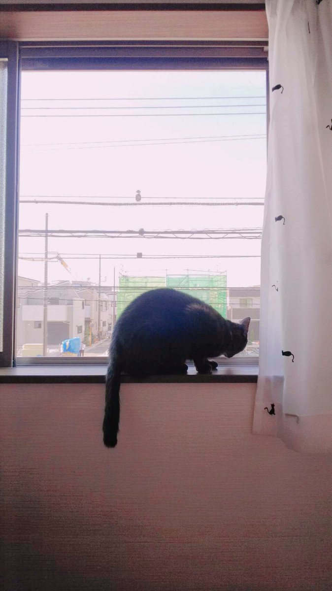 外を見るのが好きな猫 外を見るのが好きな猫