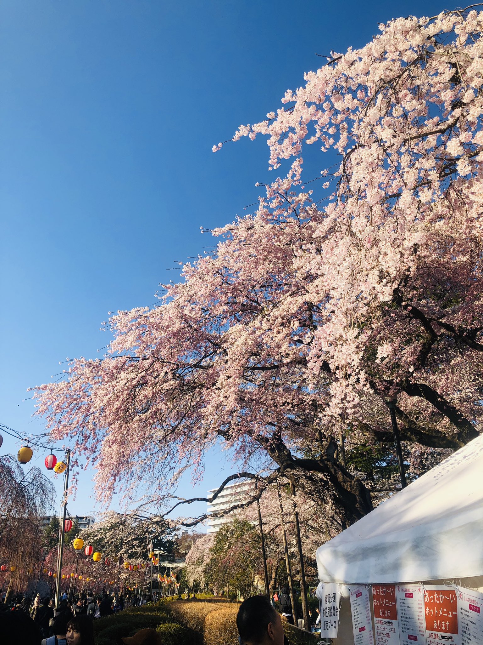 榴岡公園 Twitter Search Twitter