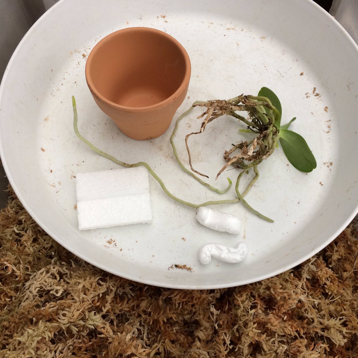 こことは tweet media