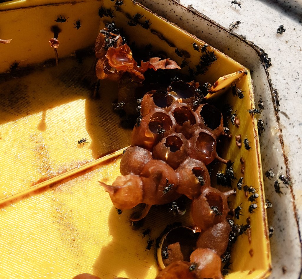 Interested in how this beautiful honey tastes? Both Isabella  #honey and the stingless bee honey will be featured at World Bee Day at Parliament House on 19th May, alongside single-source samples from around the world.