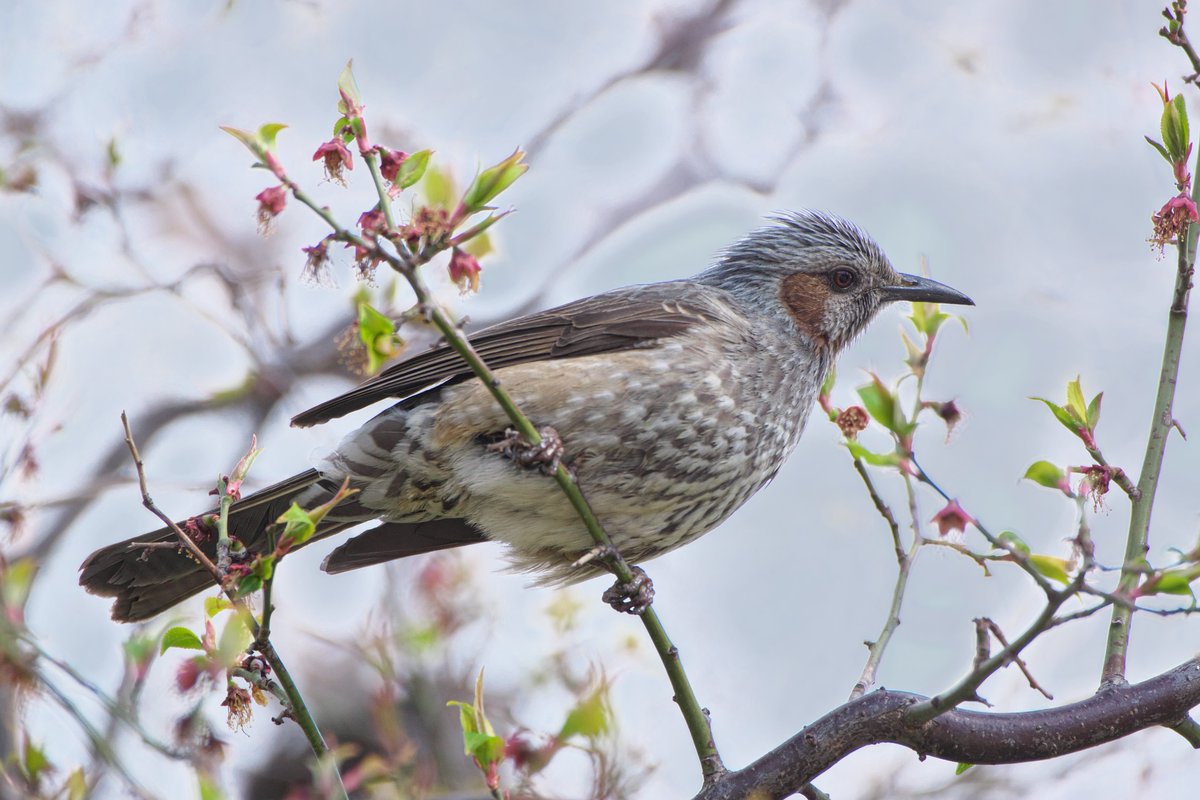 Twitter पर サダヤン 春のヒヨドリ モデル 鵯 さん 生き物 動物 野鳥 小鳥 動物界 脊索動物門 脊椎動物亜門 鳥綱 スズメ目 ヒヨドリ科 ヒヨドリ属 ヒヨドリ種 可愛い 自宅近所 ジョギングロード 撮影散歩 Sony 7 Salg2 Aマウント G