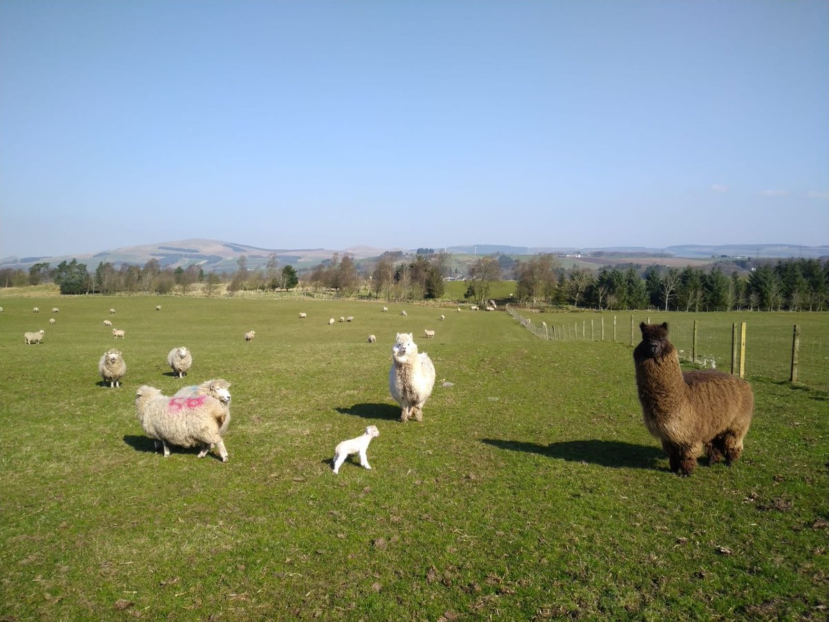 Our “security guards” are back on duty as #lambing gets underway here in Kinross. Nimbus and Mac (alpacas) keep our lambs protected by chasing away predators. Clever boys! 😘🦙