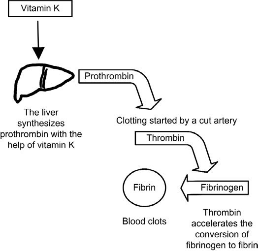 AndBiochemistry's tweet photo. Diagnosing vitamin K deficiency:
take anticoagulants
take antibiotics
have a condition where fat absorption is a problem
Vitamin K deficiency treatment:
The treatment for vitamin K is the drug phytonadione, which is vitamin K1. 
The dosage for adults ranges from 1 to 25 mg. https://t.co/yKebP5ogvQ