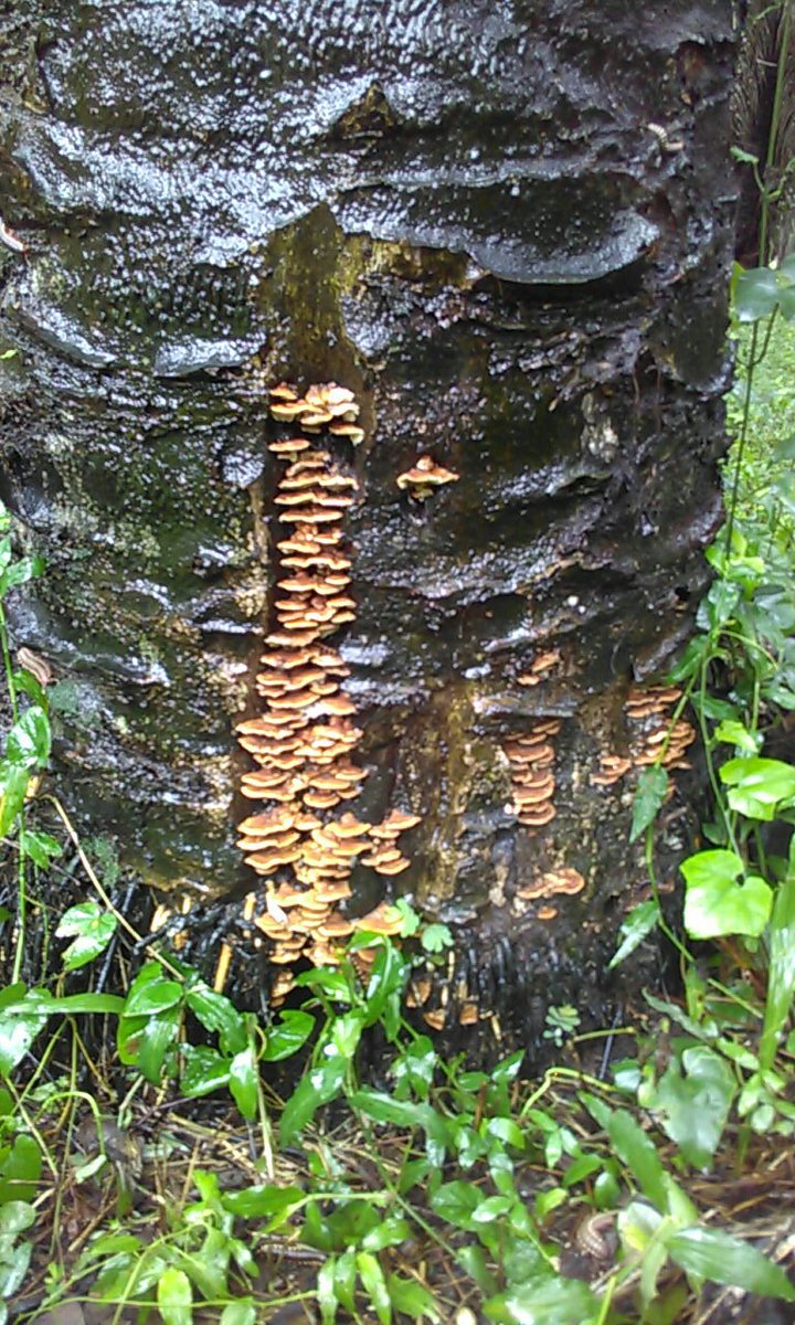 Pudricion basal por Ganoderma.