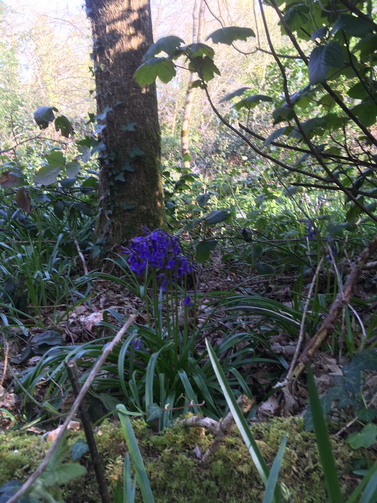 New #dairy and #tackroom exhib now open, first #bluebells and #sunkengarden in full bloom. It’s all happening at @NTCastleWard #April