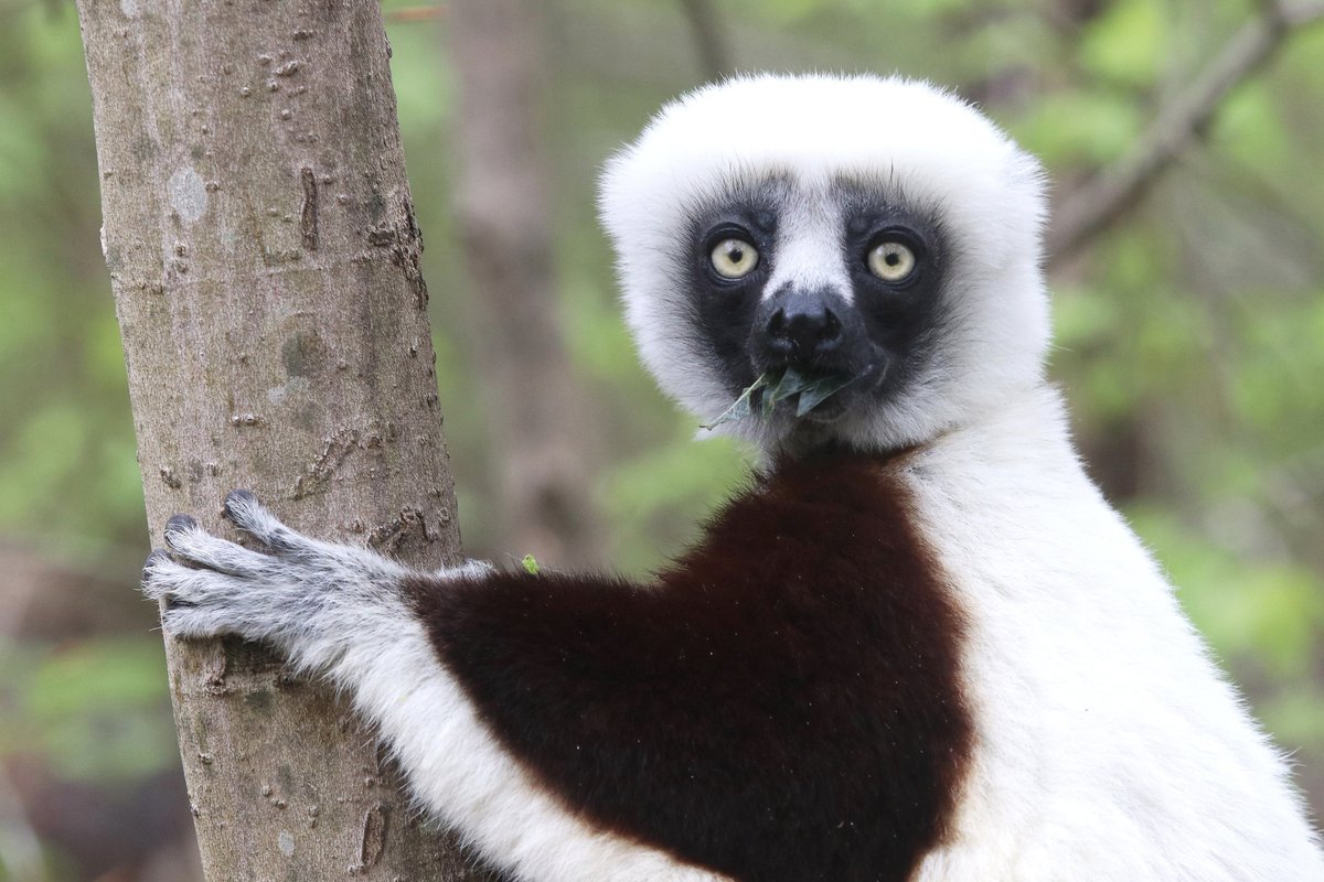 BobKarpDR's tweet photo. Do you know how rude it is to take photos when someone's eating?! Sifaka Lemur lunch at #DukeLemurCenter @DukeU @Lemur_Love #onlyatduke @LemurNetwork @dukelemurcenter #onlyindurham @DurhamNC #lemurs #endangeredspecies #madagascar @DurhamNC150 https://t.co/9f2Ht86GiR