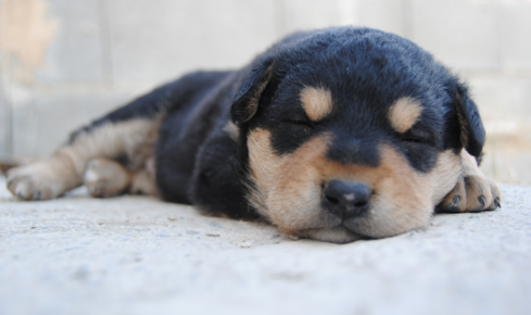 CentreVetes's tweet photo. Pourquoi le chien pivote sur lui-même avant d’aller se coucher ?
C’est un comportement naturel, le chien considère qu’il ne sera pas en sécurité tant qu’il n’aura pas fait plusieurs tours sur lui-même. Dans la nature, ce comportement lui permet de coucher les hautes herbes. https://t.co/6St31IBTfL