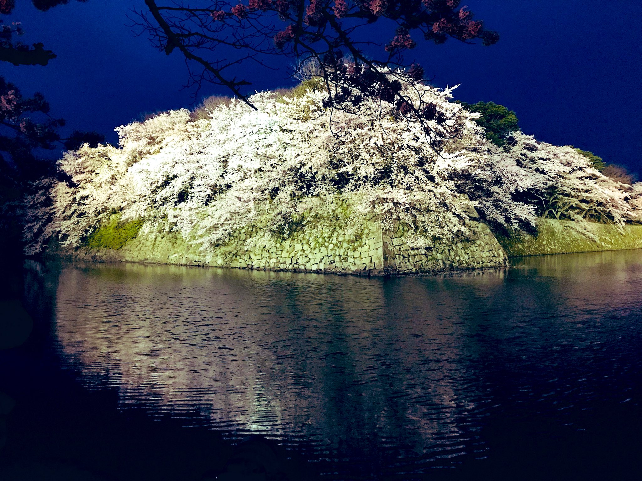 まる𖡿 彦根城の桜 ライトアップでめっちゃ綺麗 彦根城 彦根城の桜 彦根城ライトアップ T Co Rftvpenhk7 Twitter