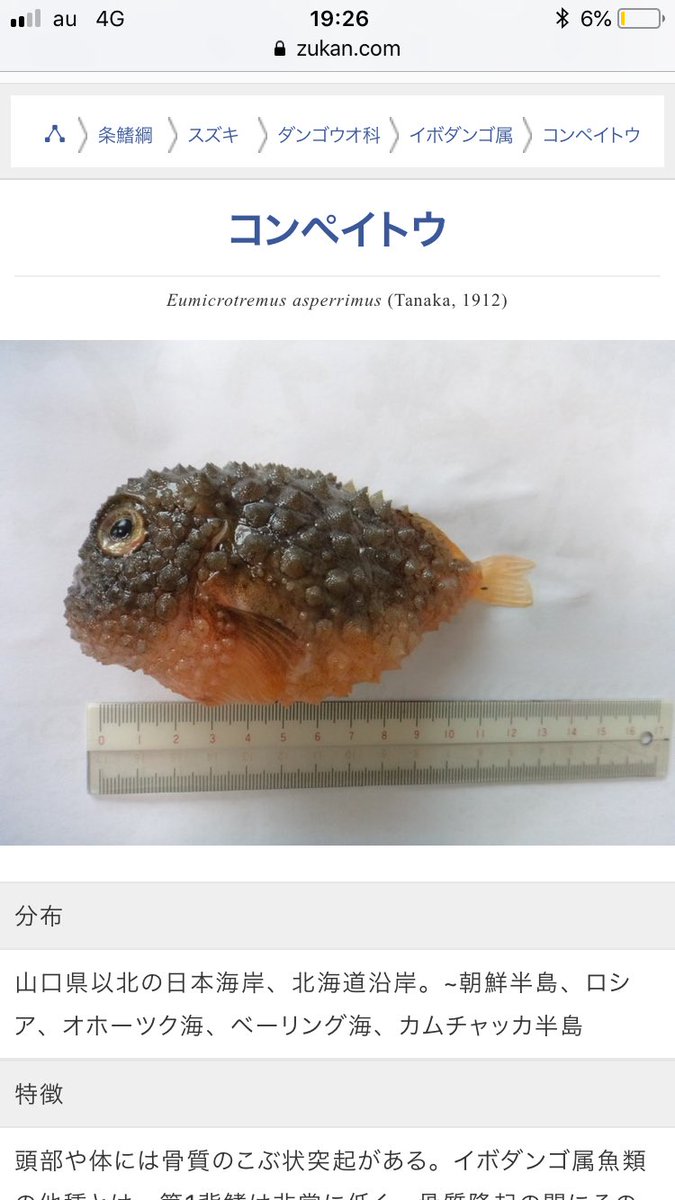 サトチー 今日行った水族館で見たこの魚 名前が こんぺいとう らしくて可愛いさが半端ない サトチー 今日行った水族館で見たこの魚 名前が こんぺいとう らしくて可愛いさが半端ない