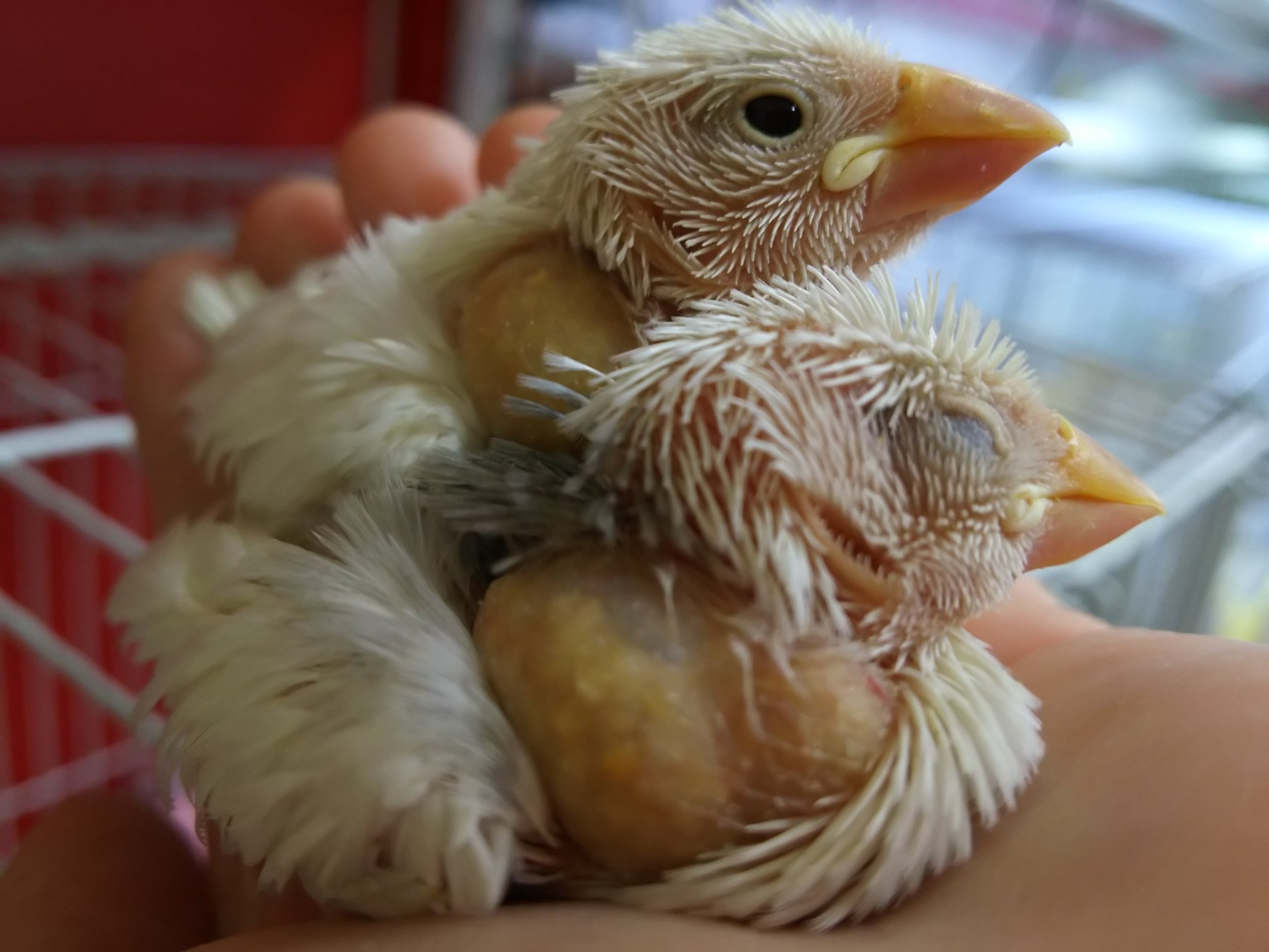 ペットプラザ大和高田池尻店アクア ミニアニマル 白文鳥のヒナ入荷しました 白文鳥 ヒナ 挿餌 小動物 小鳥 ペットプラザ ペットショップ 大和高田 コーナン大和高田池尻 T Co 5s0fbm7wpy Twitter