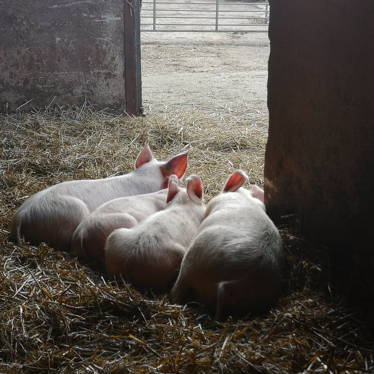 CastlescreenFrm's tweet photo. Four in the bed ๐ฝ๐ท๐ ๐ #pigs #piglets #freerangelife #farming #FarmingWithNature #SaturdayMotivation https://t.co/eN6wvQUzmj