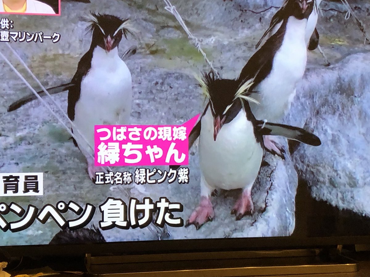 19年4月13日 天才 志村どうぶつ園で ペンペン が話題に 2ページ目 トレンドアットtv 19年4月13日 天才 志村どうぶつ園で ペンペン が話題に 2ページ目 トレンドアットtv