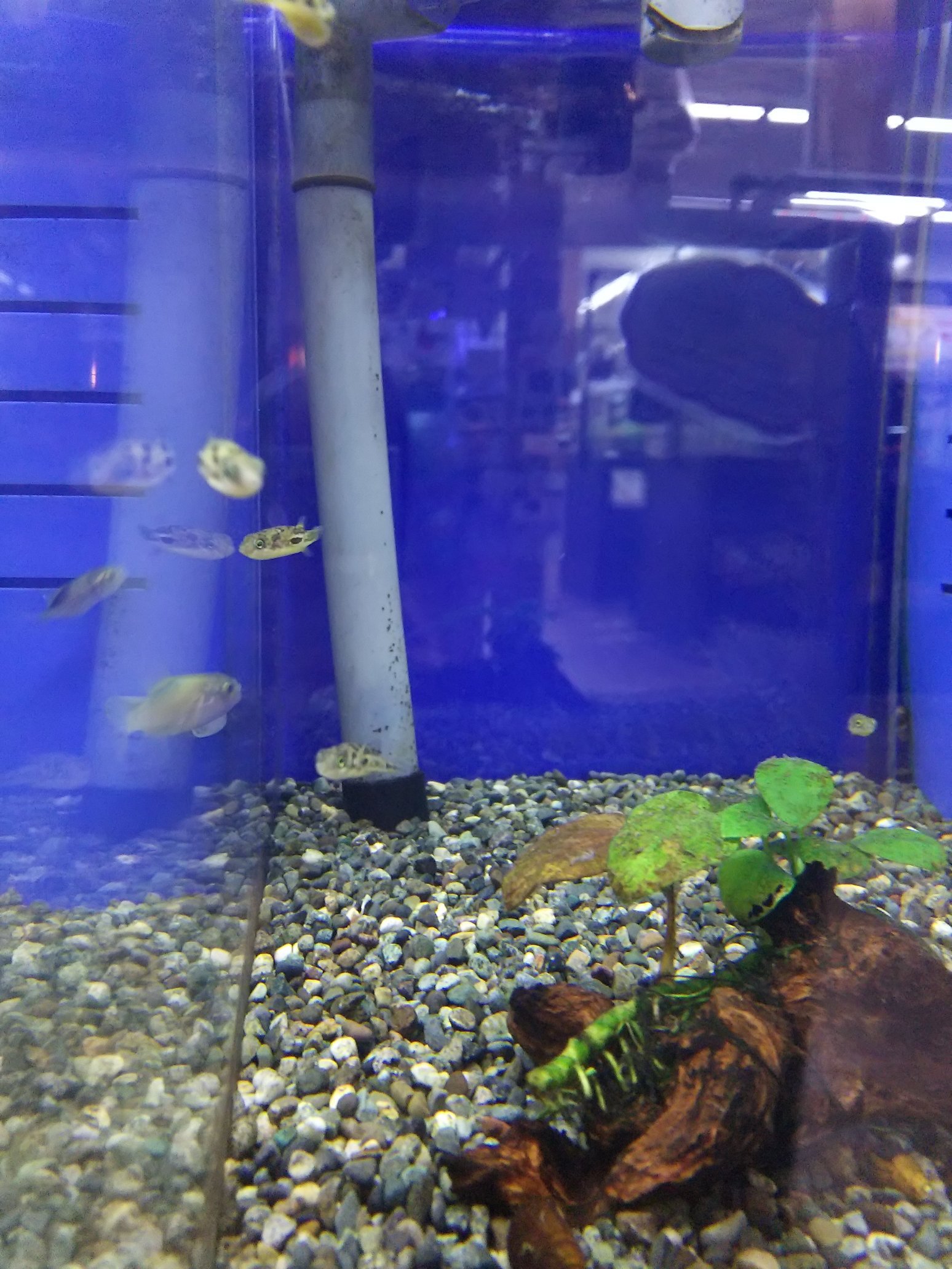 ペットプラザ大和高田池尻店アクア ミニアニマル 本日のお魚 アベニーパファー 小型の淡水で飼えるフグさん 女性に人気の熱帯魚です 小型のフグ 淡水フグ 熱帯魚 アクアショップ ペットショップ ペットプラザ コーナン大和高田池尻