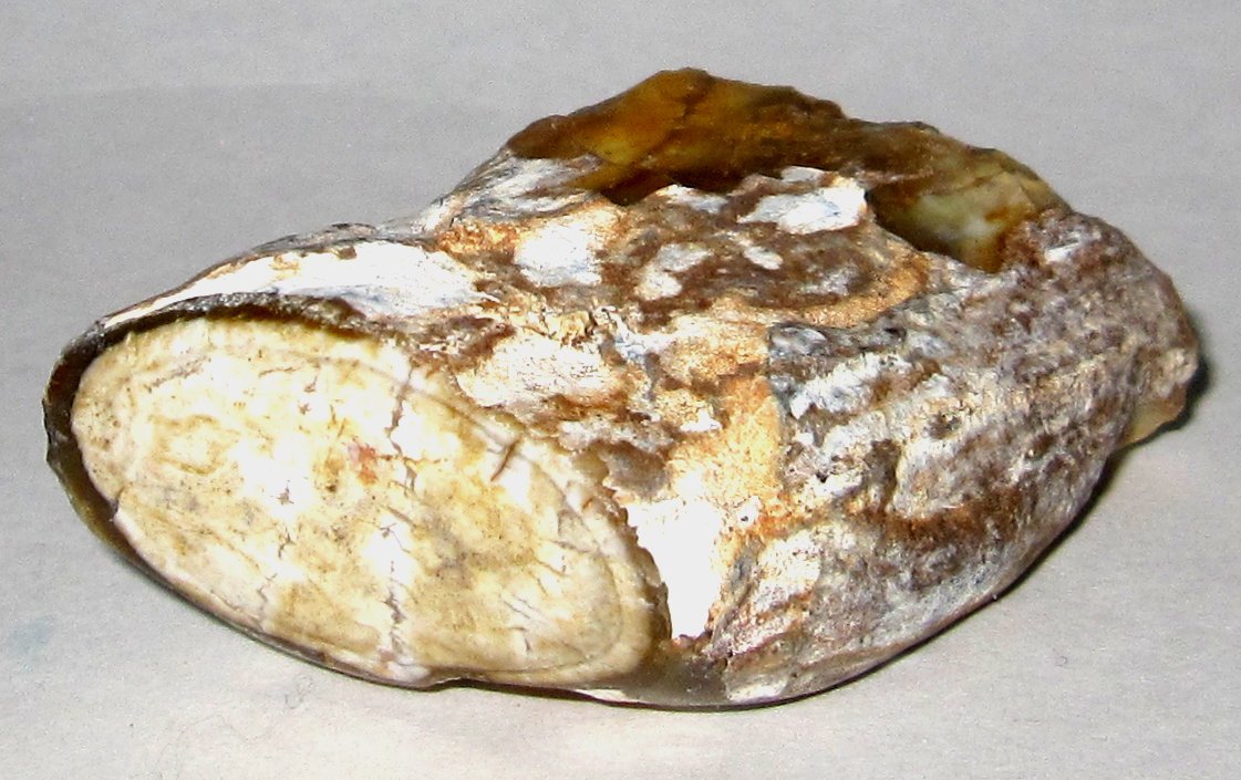 magickcrystl's tweet photo. Petrified Wood helps to create balance and offers a foundation from which to launch new goals or undertake a different path. Petrified wood is also a wonderful grounding stone. It helps to calm scattered energies. #crystalhealing #healingcrystals #healingstones https://t.co/Evs9vas7bk