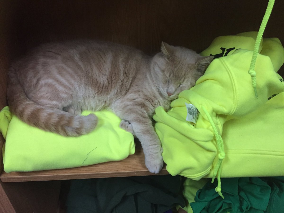 TrueWestCamp's tweet photo. True West Sweatshirts - Kitty tested, Kitty approved https://t.co/xU4V813Rw8