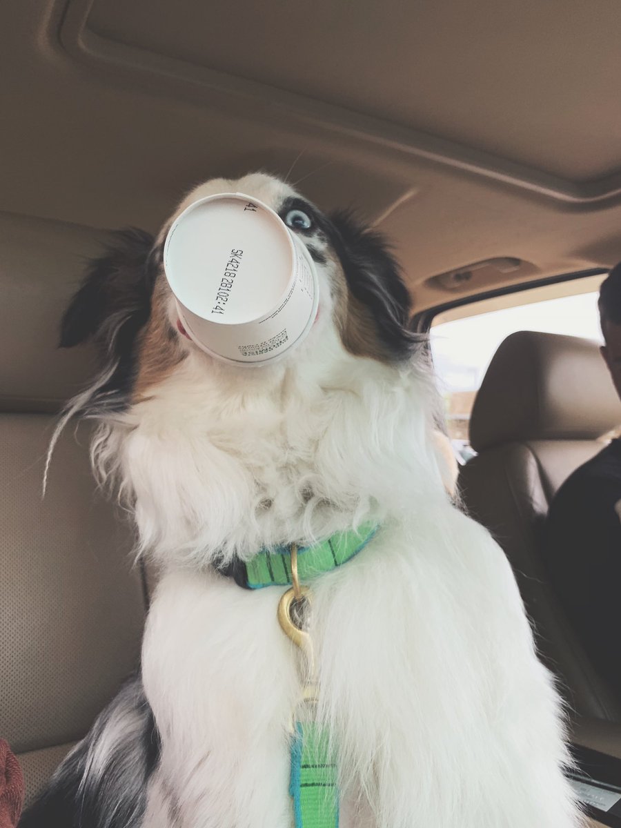 conlrush's tweet image. Bailey loves a good Starbucks run