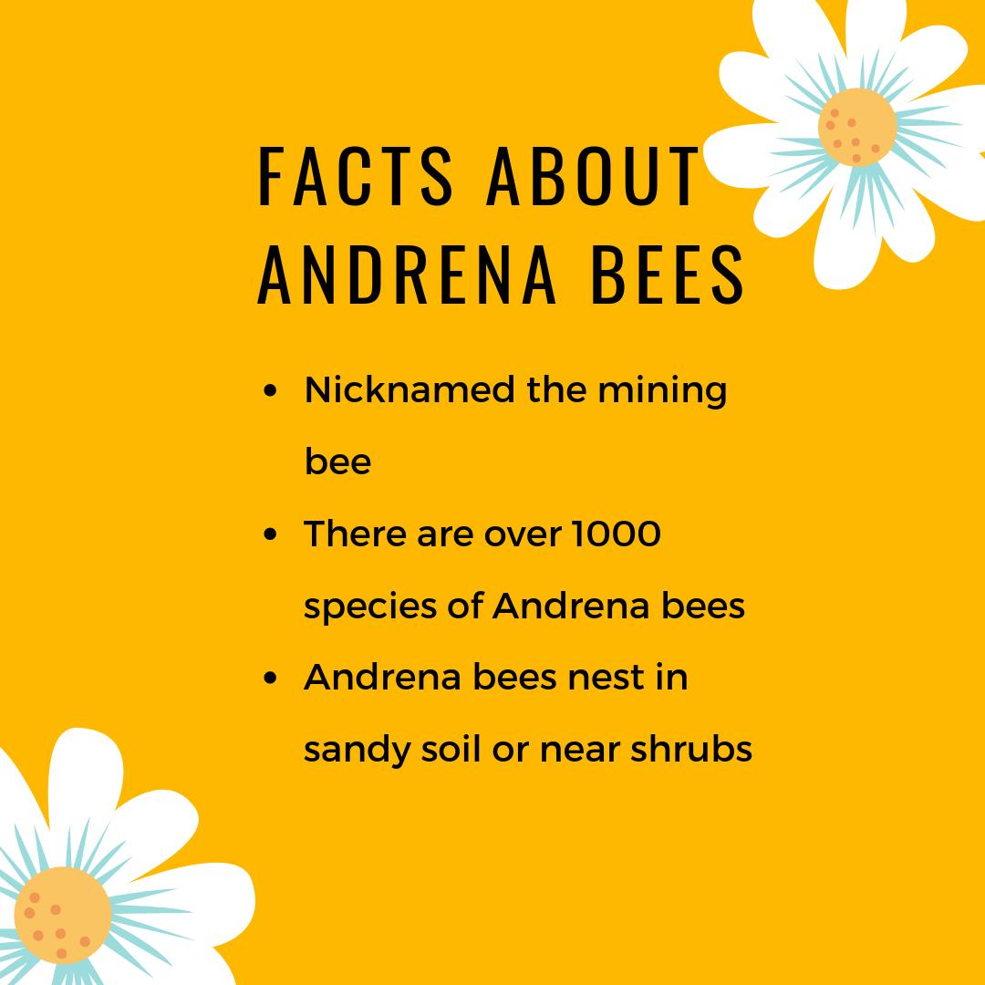 beecaringbabson's tweet photo. Today we have the Andrena Bee! Did you know, that there are over 1000 species of Andrena Bees? #beefacts #beeducated #extinction #unitedstates #nature #facts #giveabuzz #savethebees #funfacts https://t.co/AGPQKx8XtY