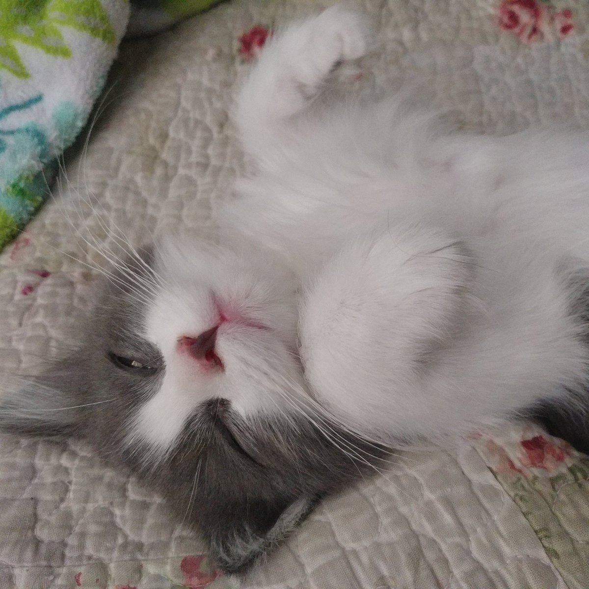tphautism's tweet photo. Lazy #caturday around here. What are you doing? #lazycats #actualautismparent #autisticpodcast https://t.co/lThD33wSnh