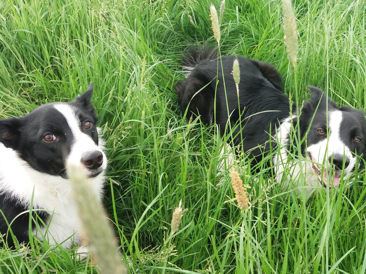 When you realise your dogs sneakily crept off and made it on set for the recording of "Bangarang" without telling you... 😐 #skrillex  #dogsoftwitter youtu.be/YJVmu6yttiw