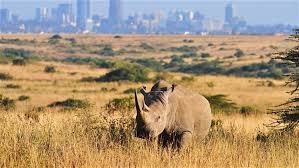 Country where we are going to sober up and turn our attention to development not on each other nor endless<a href="/tag/kenyawewant"class="tags"><span>#kenyawewant</span></a>