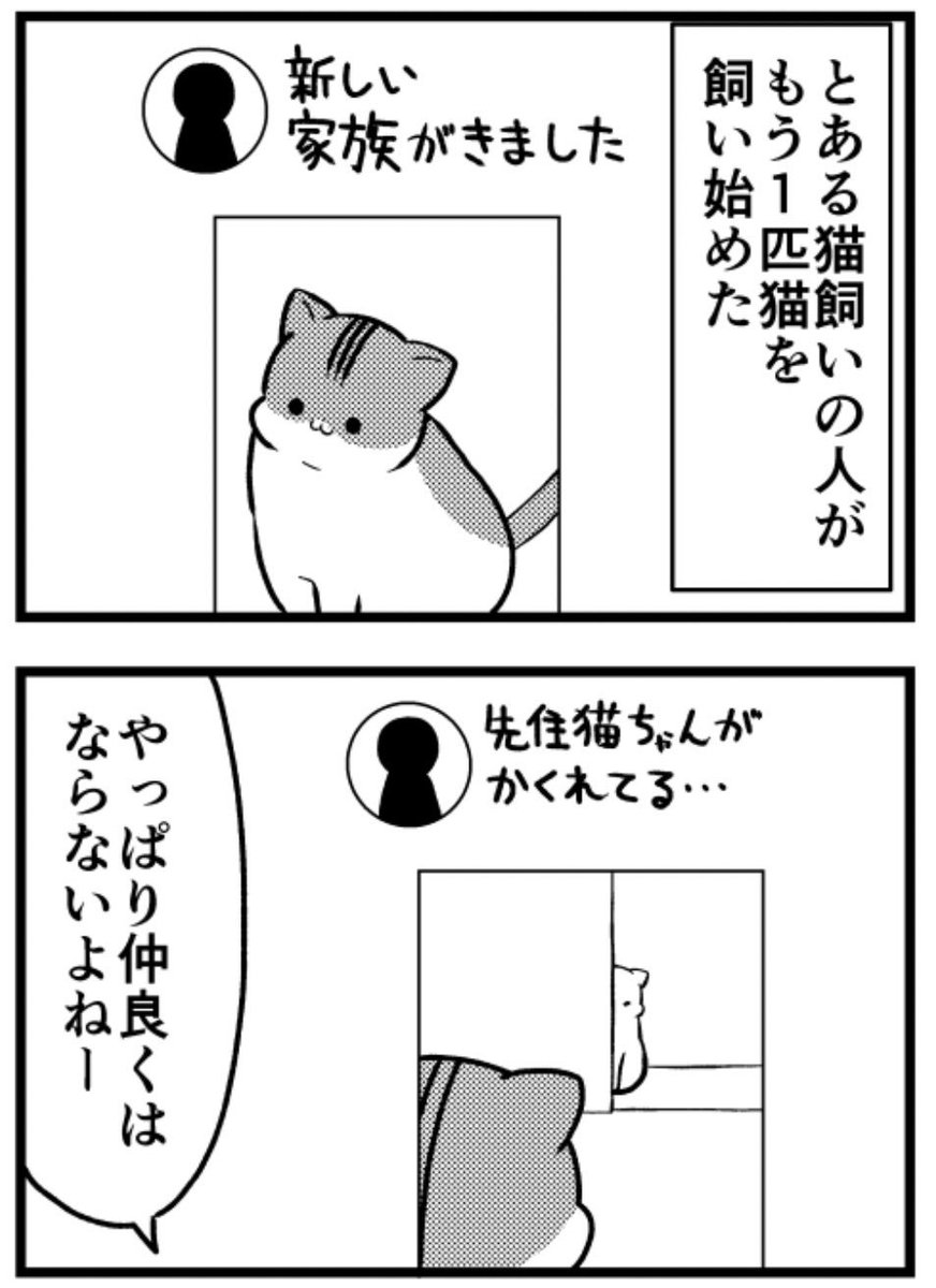 猫のきにゃと、ごとうさん(210) 永遠に仲悪い  #マイナビニュース 