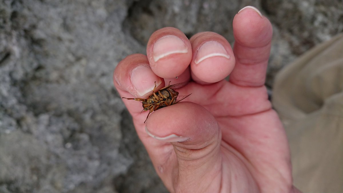 Lequio Aqua めっちゃ小さいセミがいたw ここまで小さいのは初めて見た 鳴き声はジージー系 沖縄 宮古島 日本一小さいセミ イワサキクサゼミ