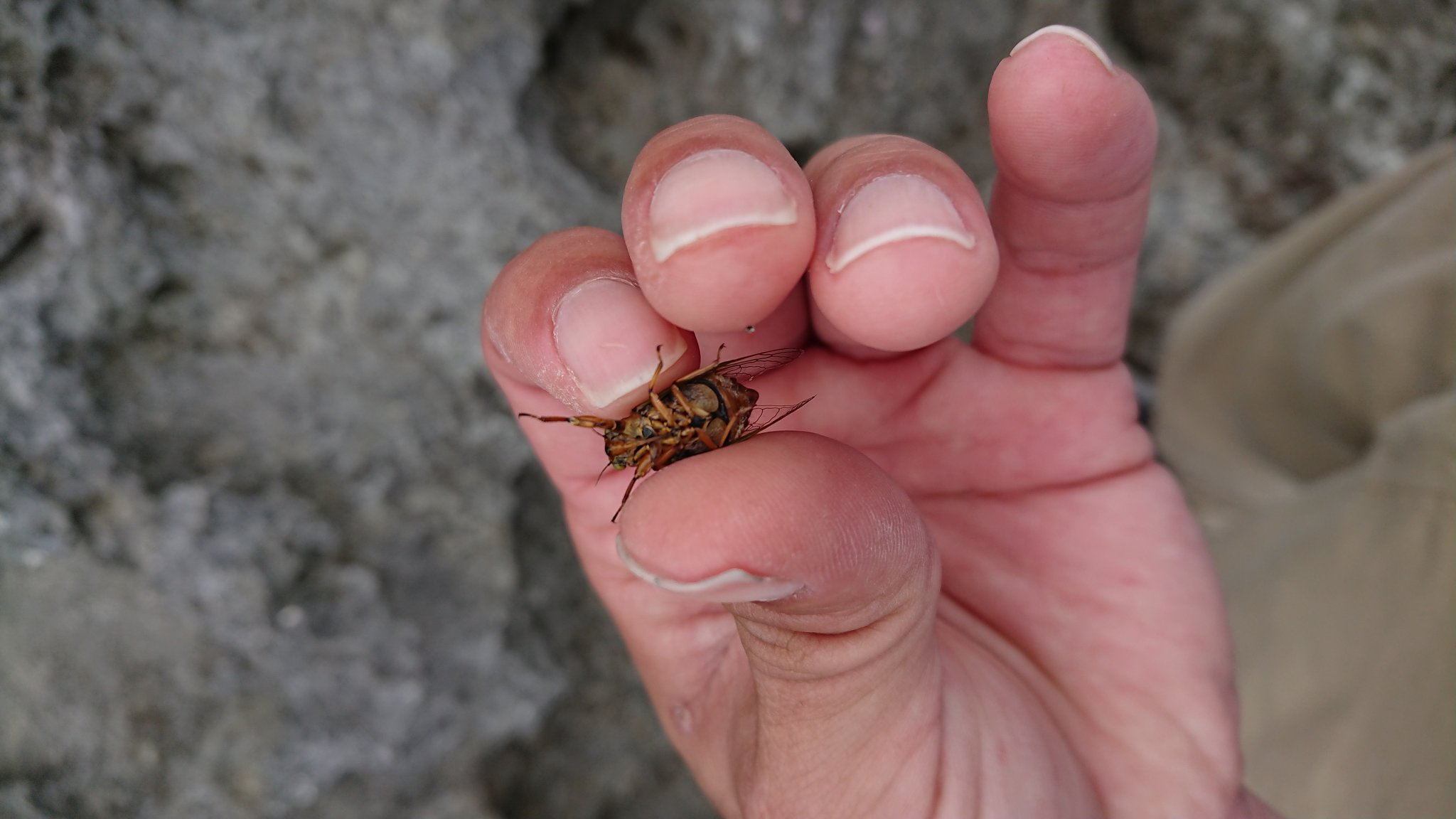 Lequio Aqua めっちゃ小さいセミがいたw ここまで小さいのは初めて見た 鳴き声はジージー系 沖縄 宮古島 日本一小さいセミ イワサキクサゼミ T Co Iwsv4pzdxa Twitter