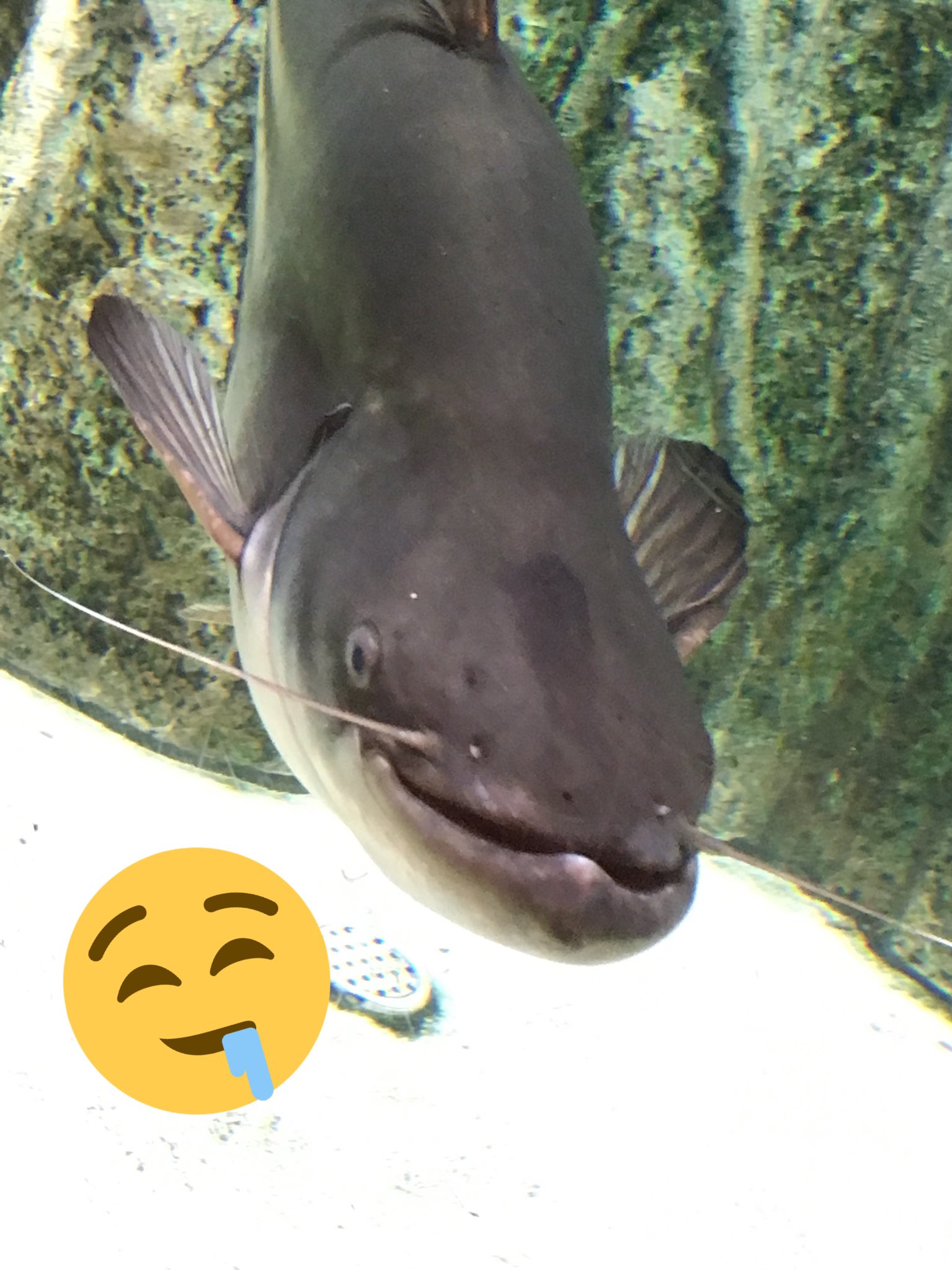 しまな 衝撃的な光景に 右の魚のような表情になりました T Co 6uysyshivv Twitter