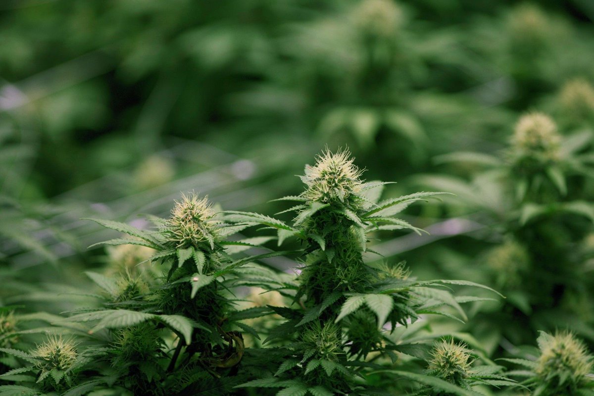 calvinbarrylaw's tweet photo. Canada Post #Cannabis Legalization Facts - #CalvinBarry Toronto Criminal Lawyer - Criminal Law Blog https://t.co/yWGZC0nQ7e https://t.co/oQeYSIjTlM