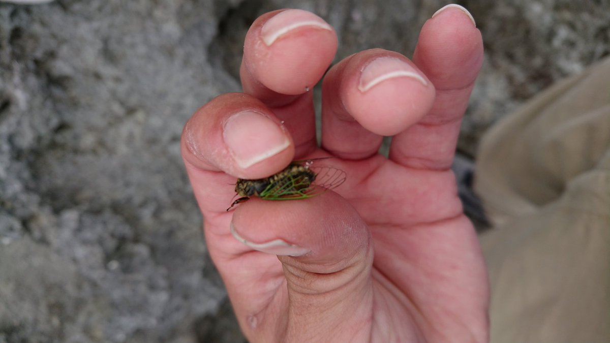Lequio Aqua めっちゃ小さいセミがいたw ここまで小さいのは初めて見た 鳴き声はジージー系 沖縄 宮古島 日本一小さいセミ イワサキクサゼミ