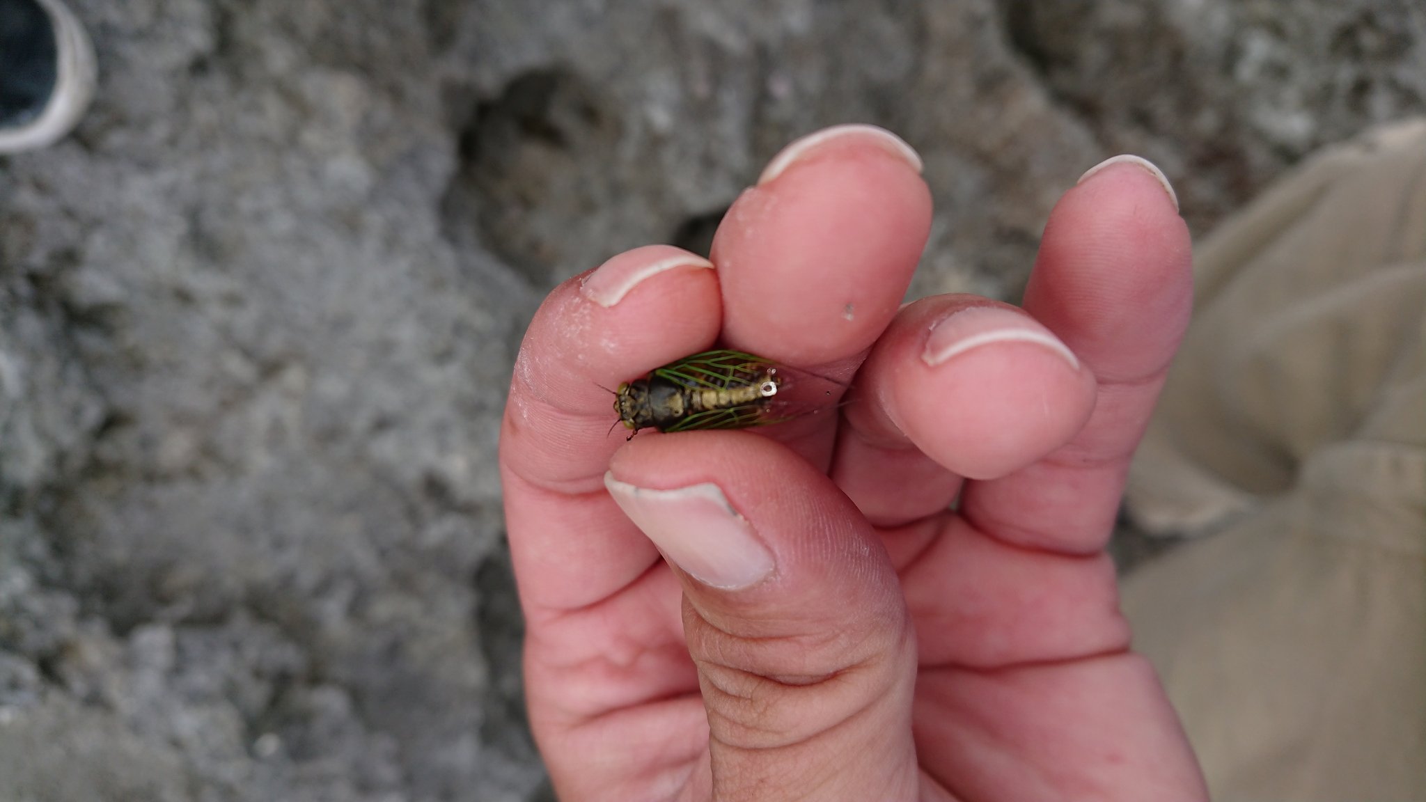 Lequio Aqua めっちゃ小さいセミがいたw ここまで小さいのは初めて見た 鳴き声はジージー系 沖縄 宮古島 日本一小さいセミ イワサキクサゼミ T Co Iwsv4pzdxa Twitter