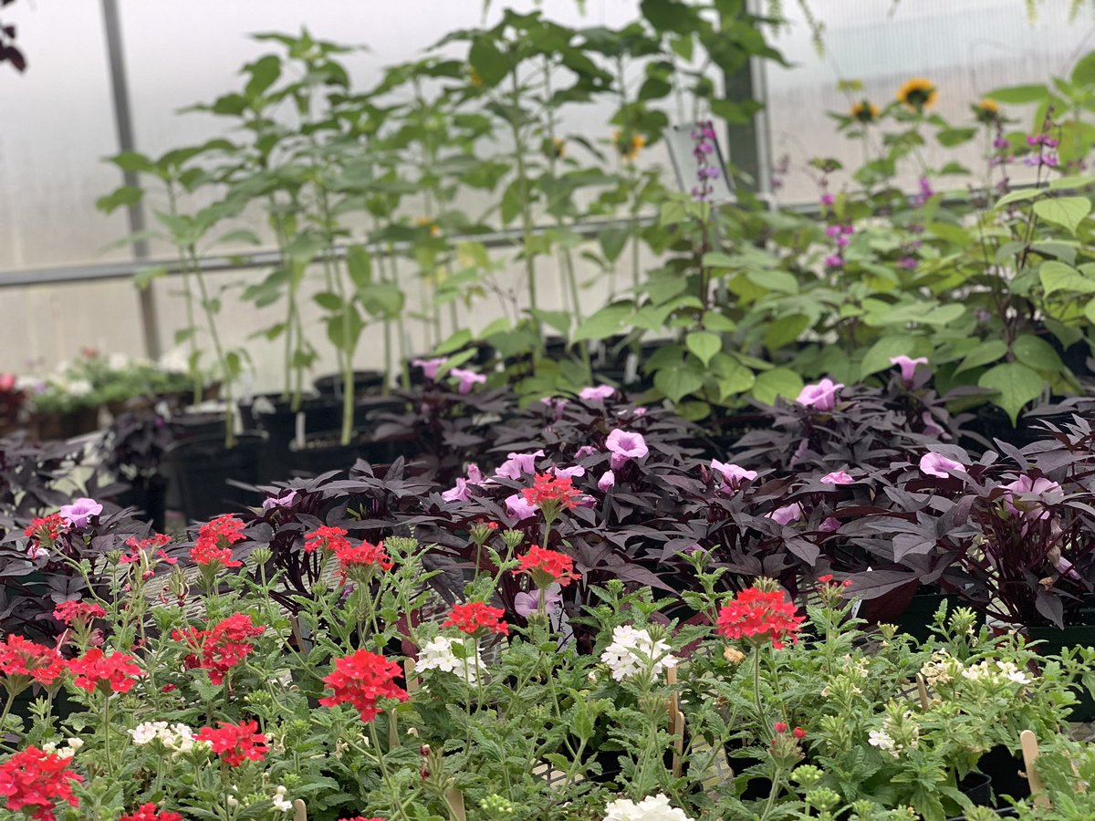 PGHS_FFA's tweet photo. Today is the day! Our annual plant sale ends at 4! https://t.co/CzdbLlAnSD