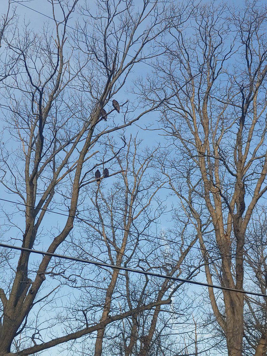rayvol6's tweet photo. Turkey Vultures hanging out. https://t.co/Qtd3vnEGr2