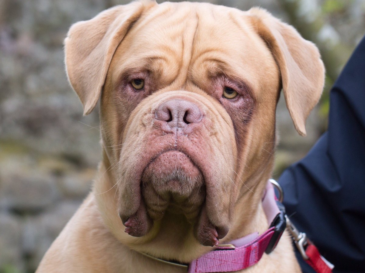 RSPCANW's tweet image. Lucky is gorgeous.  She is 4 and full of life. Lucky requires an experienced large dog owner. She is full of love but needs to be only animal in home. Please contact us if you would like to meet her.