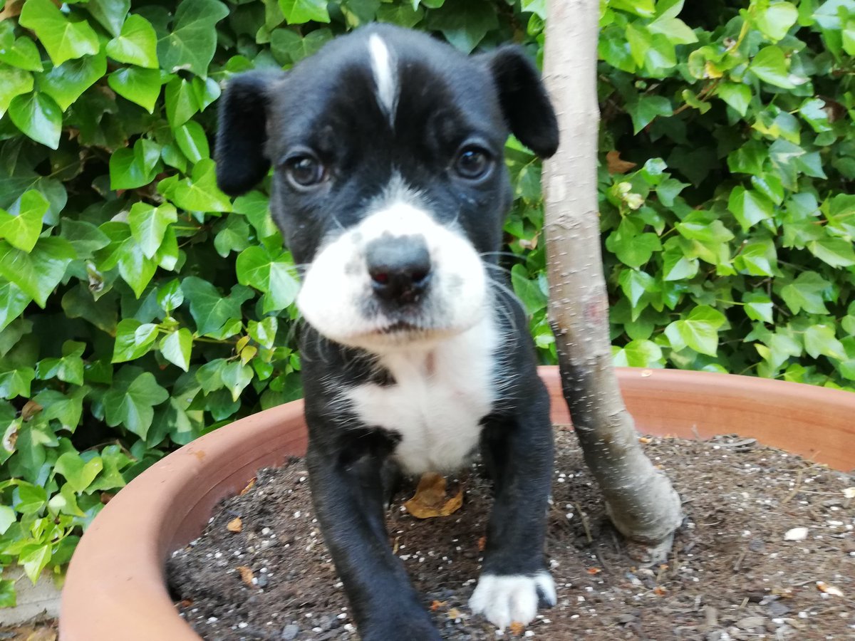 AspaGaleca's tweet photo. #Flamingo

A D O P T A 💚

De adulto pesará unos 15kg apróx.

📩 Aspagaleca@gmail.com
☎️ 608 18 01 28 (Solo WhatsApp)

@OtraCR https://t.co/0v8jwblZ19