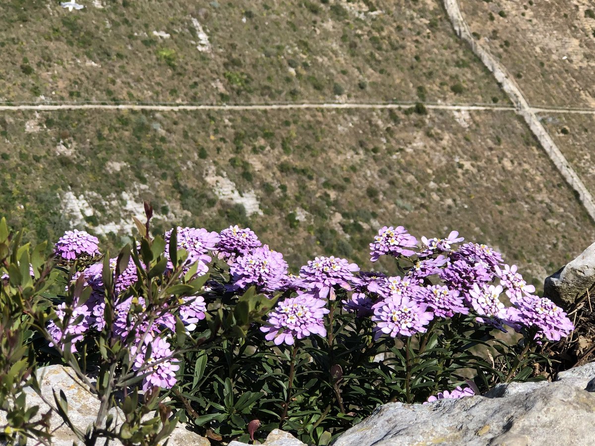 #Gibraltar #BritishOverseasTerritory #UpperRockNatureReserve #GibraltarCandytuftPlant #flora #nature #stunningviews 😍🇬🇮