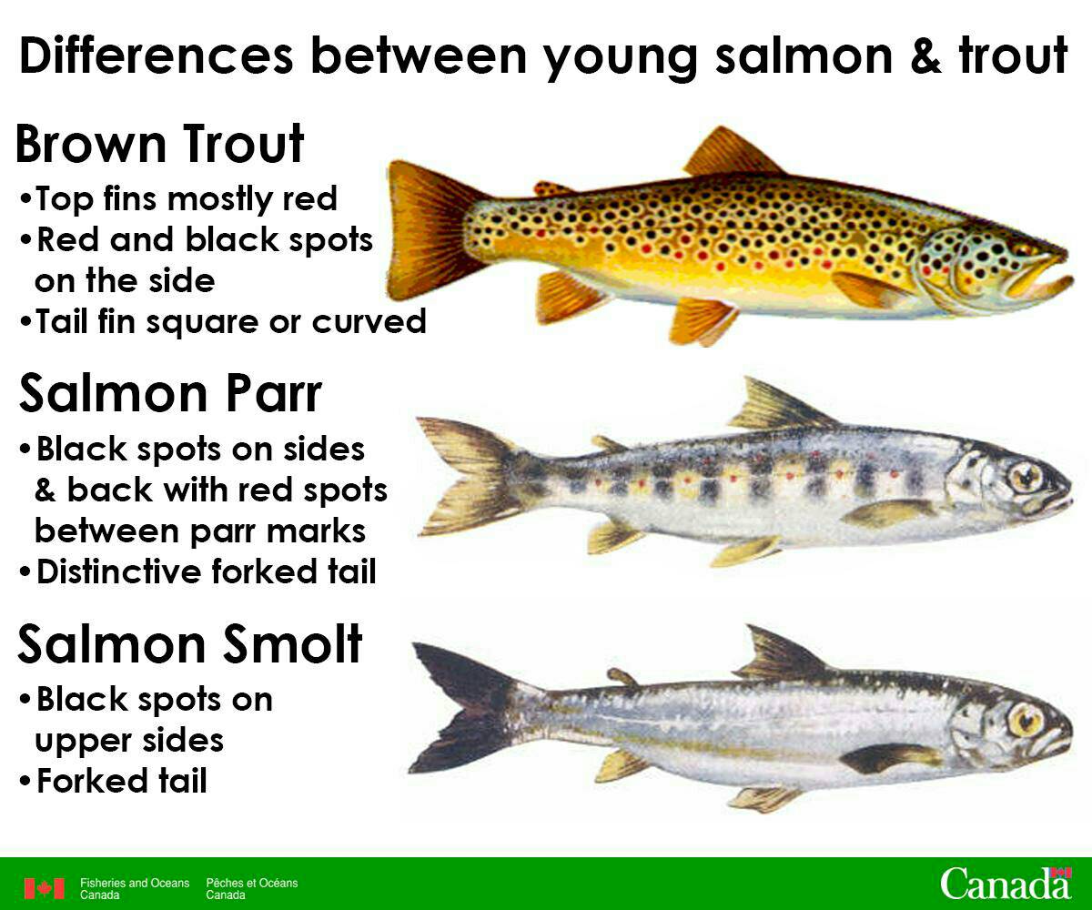 DFO_NL's tweet photo. When you’re #WinterAngling, take a close look at your catch. Many of our ponds contain juvenile salmon as well as trout. If you catch a salmon, put it back in the water. https://t.co/CjrFEOdjYv https://t.co/FocNXhimHV
