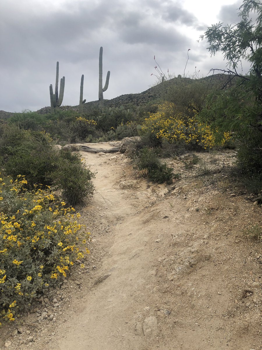Hike no 17 of my #52hikechallenge in this gorgeous Sonoran Desert landscape. Adding Saguaro National Park to my life list! Do you collect National Parks?

instagram.com/p/BwLFnd-H9Q1/

#happyhiker #createyourtrail #wandermore #hike #hiker #hiking #selfcare #optoutside